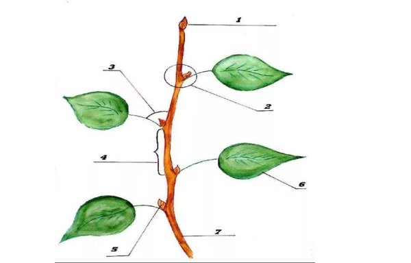 Жимолость строение побега