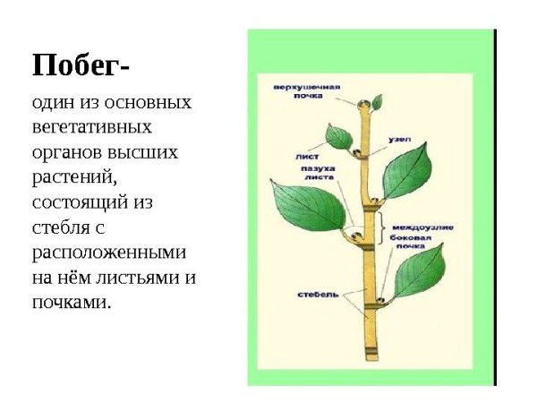 Основной вегетативный орган растения это побег