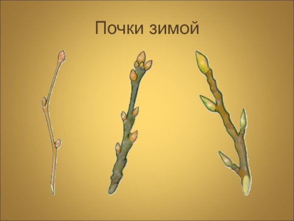 Расположение почек на дереве