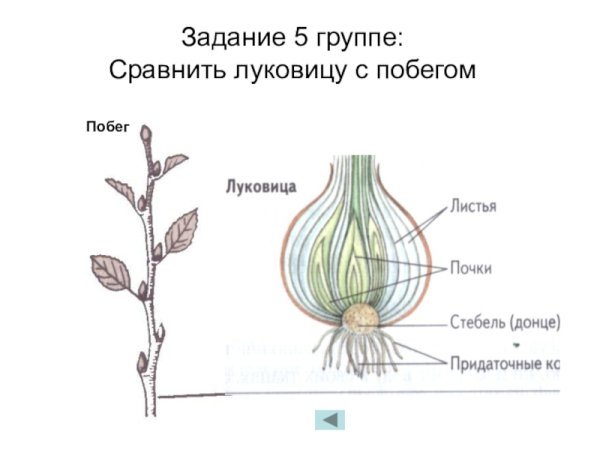 Луковица подземный побег строение