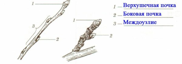 Внешнее строение стебля растения