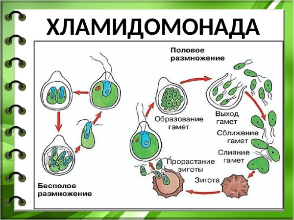 Схема размножения хламидомонады биология 6 класс