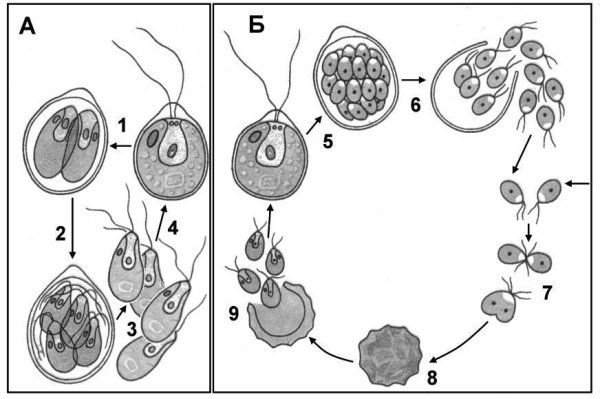 Схема деления хламидомонады
