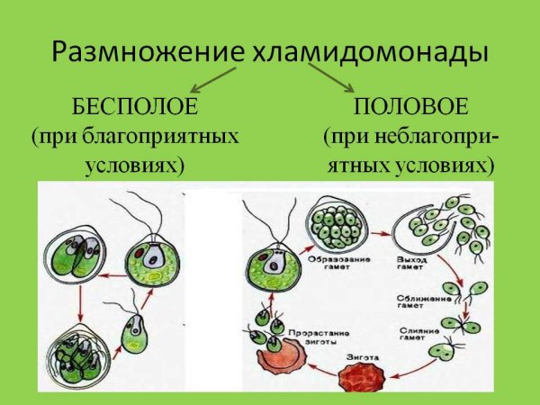 Размножение водорослей схема