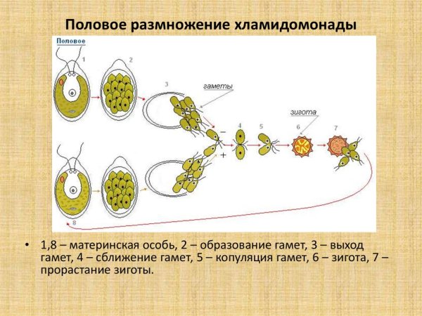 Половое размножение хламидомонады схема
