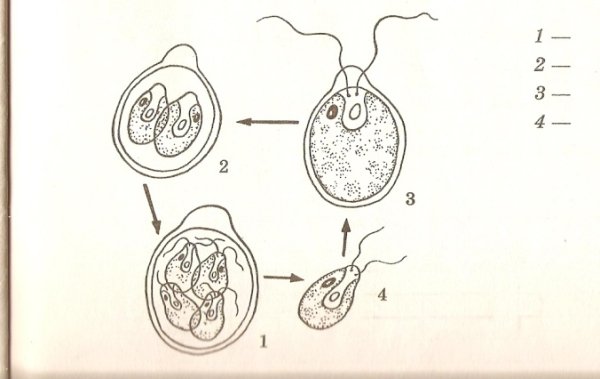 Размножение хламидомонады схема