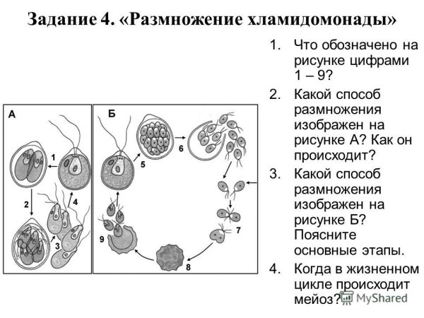 Хлорелла водоросль размножение