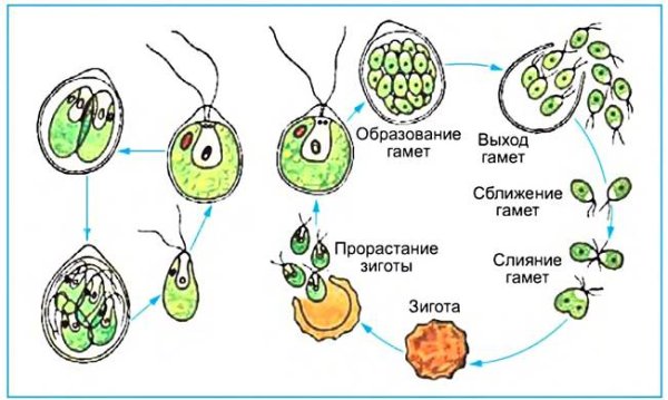 Схема полового размножения хламидомонады