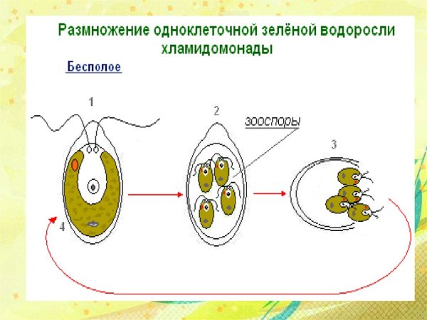 Половое размножение хламидомонады схема