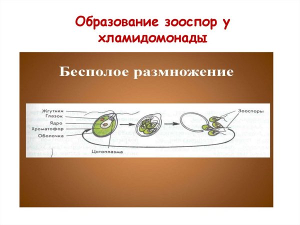 Бесполое размножение хламидомонады схема