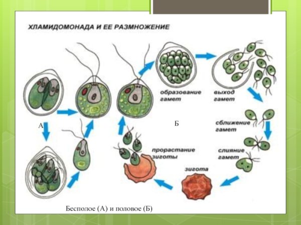 Цикл развития хламидомонады схема