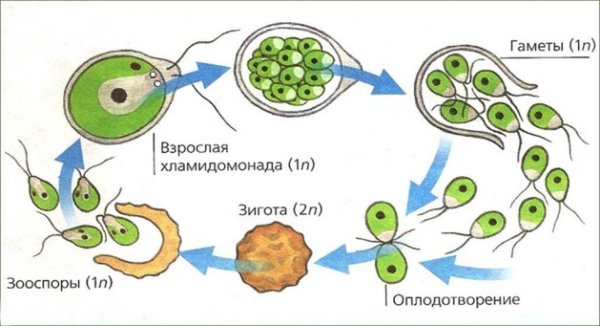 Размножение хлореллы схема