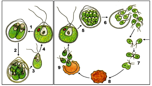 Хламидомонада размножение зооспорами