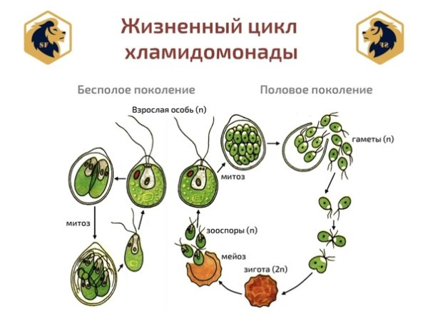 Схема размножения хламидомонады биология 6 класс