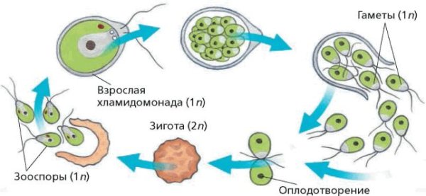 Жизненный цикл хламидомонады рисунок