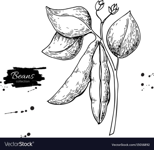 Соя схематично