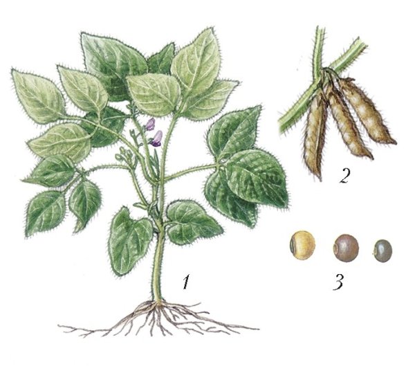 Соя обыкновенная