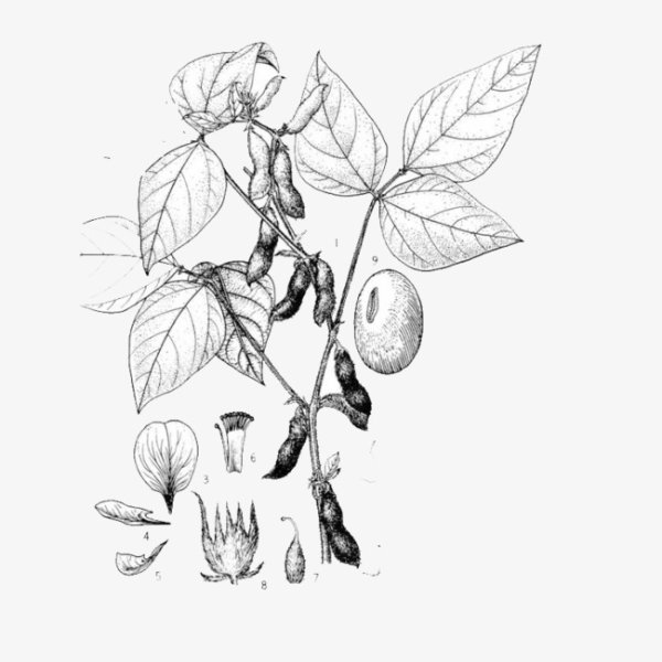 Соя Ботанический рисунок