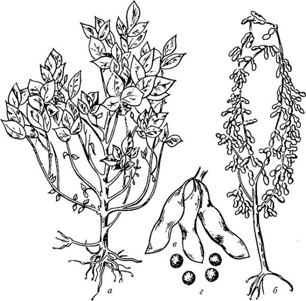 Соя строение растения