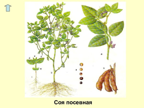 Чечевица, растения из семейства мотыльковых