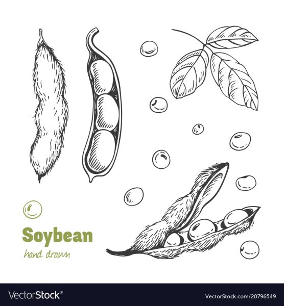 Стручки бобов нарисованные