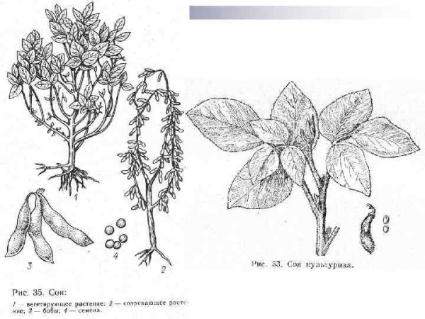 Соя строение растения