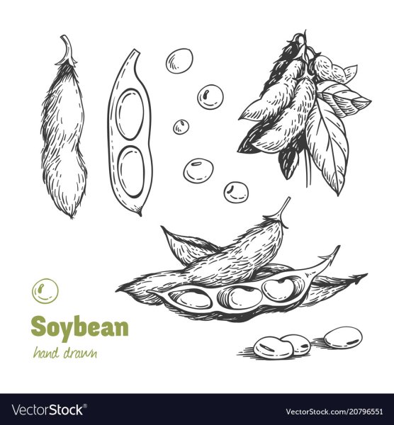 Соя Графика