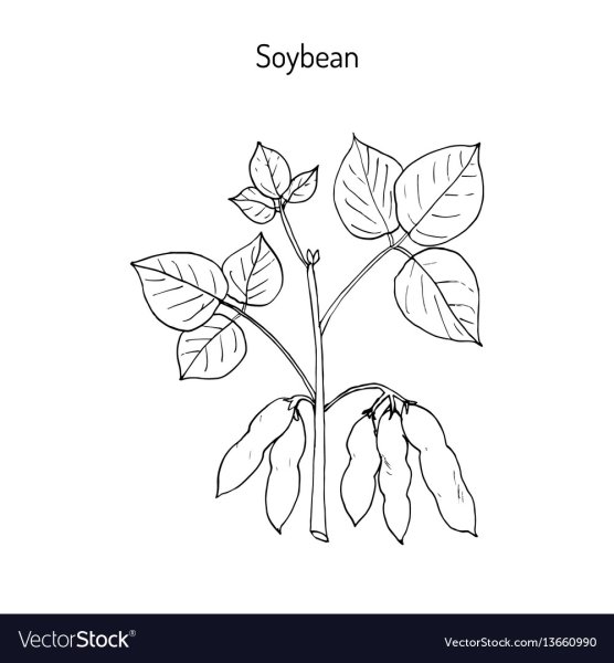 Соя раскраска