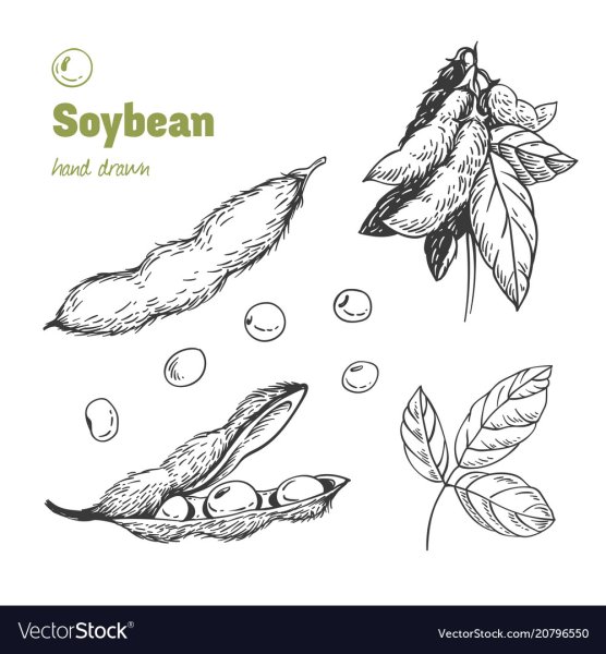 Соевые Бобы рисунок