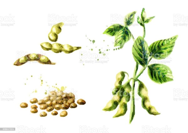 Соя строение растения