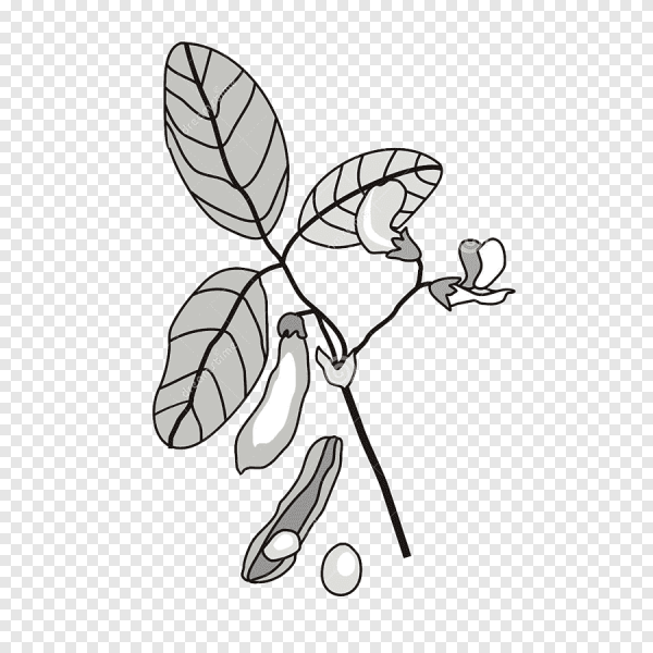 Соя раскраска для детей