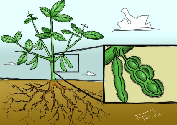 Строение сои