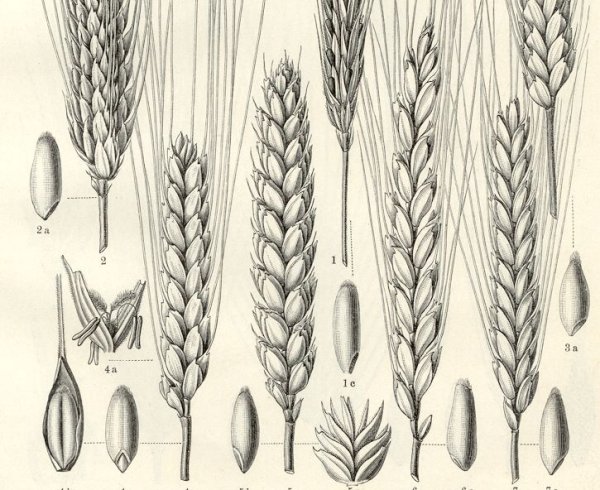 Пшеница гравюра