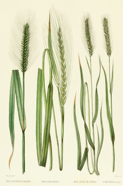 Лист пшеницы