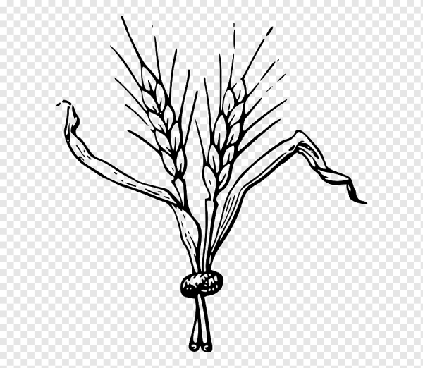 Колосок пшеницы