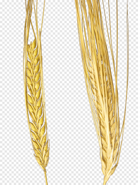 Ячмень пивоваренный Колос