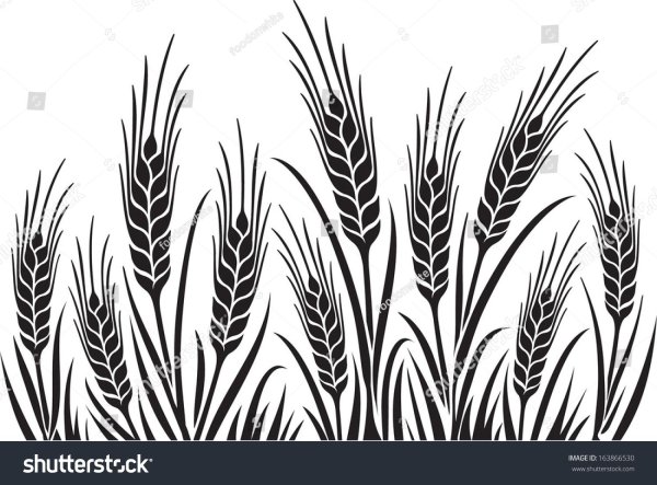 Колос контур