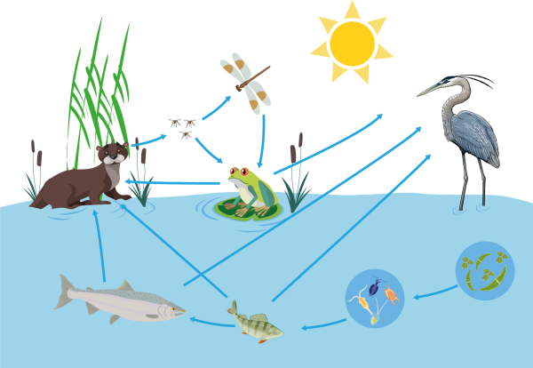 Фитопланктон зоопланктон пищевая цепь