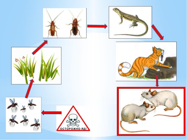Экологическая цепочка в природе