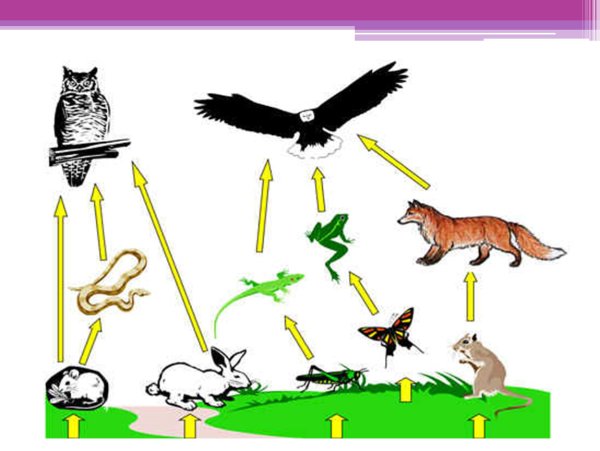 Биотические связи пищевые
