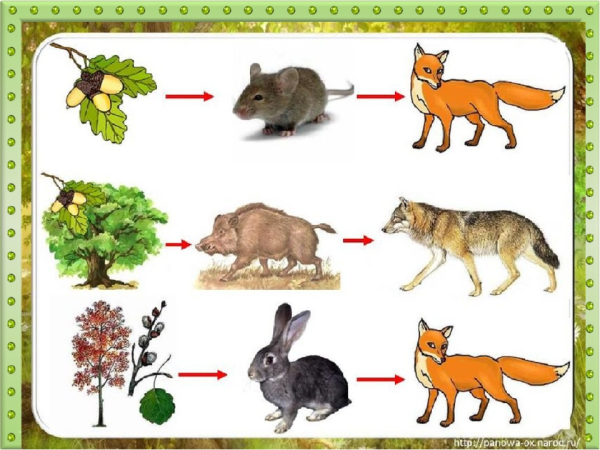 Цепь питание лесных зверей