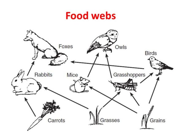 Схема пищевой цепи животных