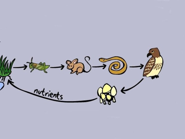 Диаграмма пищевой Цепочки