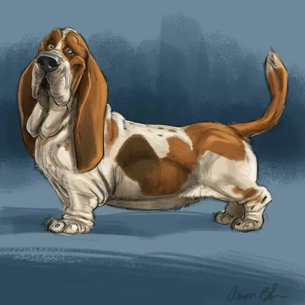 Бассет хаунд