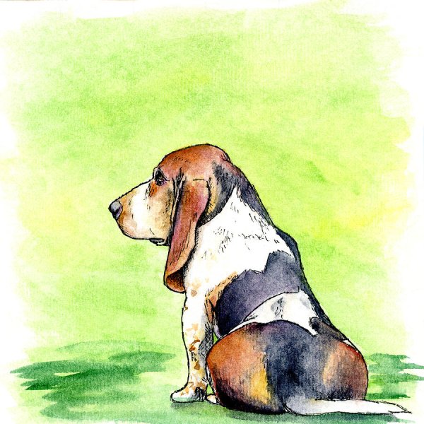 Бассет-хаунд сзади