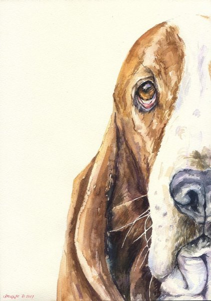 Бассет хаунд арт акварель