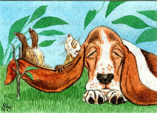 Бассет-хаунд Мем