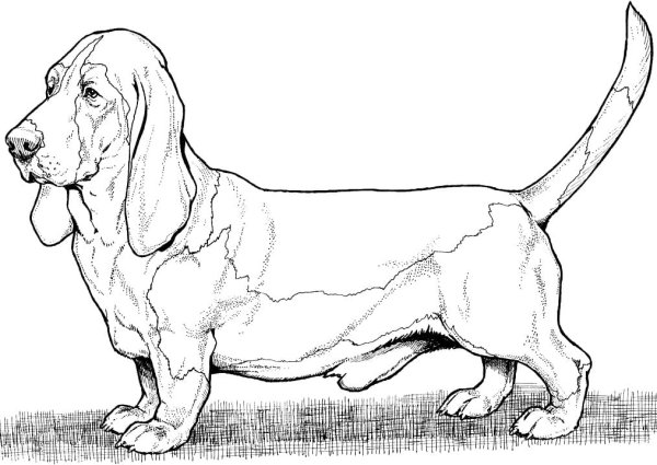 Бассет хаунд карандашом