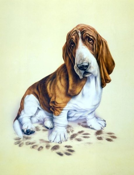 Бассет Эндрю