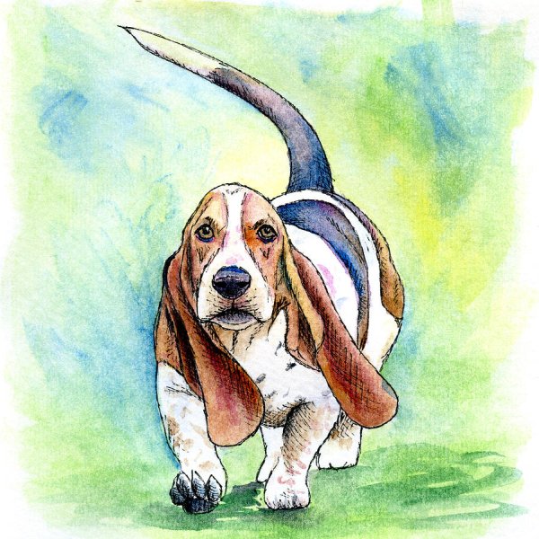 Бассет-хаунд нарисовать